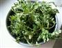 荠菜生煎包的做法图解6