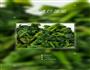 低卡瘦身餐-清炒菠菜的做法图解2