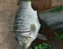 奶白鲤鱼汤的做法图解1
