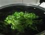 芹菜浆水的做法图解4