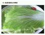 白菜卷的做法图解4