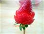 草莓玫瑰花的做法图解5