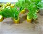 香蕉西葫芦小盆栽的做法图解5
