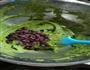抹茶蜜豆磅蛋糕的做法图解6