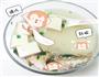 鲫鱼豆腐汤的做法图解7