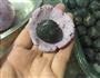 紫薯黑芝麻汤圆的做法图解8