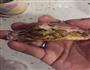 来自紫色的诱感-紫薯绿豆椪的做法图解21