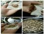 番茄金针菇鲫鱼汤云吞的做法图解4