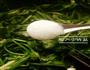 清炒菠菜的做法图解5