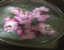 盐渍樱花的做法图解3