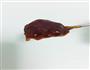 柠檬膏的做法图解4