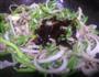 黑椒牛肉丝的做法图解7