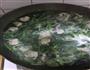 菠菜丸子汤的做法图解14