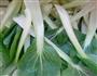 虾干炒油菜的做法图解1