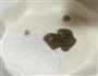樱花定胜糕的做法图解2