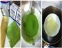 “心”意装进蛋糕-春日清新的抹茶草莓慕斯的做法图解2