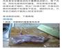 6个月宝宝都能吃的超细腻肉松-烤箱版的做法图解2