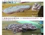 6个月宝宝都能吃的超细腻肉松-烤箱版的做法图解3