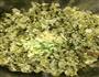 榆钱饭的做法图解6