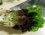 凉拌麻油糖醋苦菊生菜的做法图解1