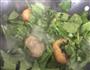 香菇油面筋炒小白菜的做法图解5
