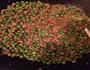 烂肉豌豆的做法图解3