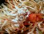 美味意大利面的做法图解9