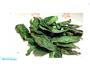 清凉薄荷茶 夏日特饮的做法图解2