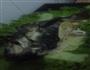 烤鱼的做法图解4