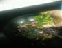 酱香茄子的做法图解11