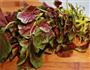 农家菜也有惊喜-苦瓜炒红苋菜的做法图解2