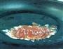 糖醋虾球的做法图解7