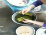 红枣粽子的做法图解3