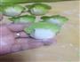 翡翠虾饺的做法图解11