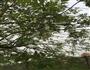 槐花鸡蛋饼的做法图解1