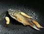 赤小豆土茯苓鲫鱼汤的做法图解3