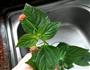 水煮五色梅的做法图解2
