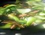 香菇油菜的做法图解8