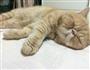 熊猫饼干的做法图解27