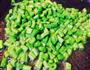 榄菜肉末四季豆的做法图解5