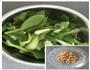 素炒小油菜的做法图解1