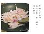 韩式辣炒鱿鱼的做法图解3