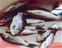 鲫鱼豆腐汤的做法图解1