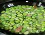 油焖蚕豆的做法图解5