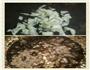 香菇菜心的做法图解5