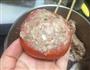 西红柿镶牛肉 的做法图解4