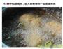 燕麦香蕉卷的做法图解5