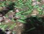 豇豆蒸面的做法图解9