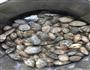 爆炒花哈的做法图解1