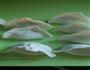 龙利鱼猪肉水饺的做法图解3